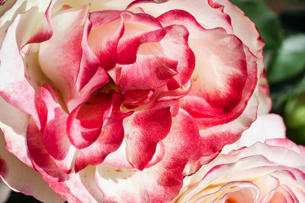 粉红玫瑰花瓣的密闭 有选择的重点 文摘模糊了花的背向 — 图库照片