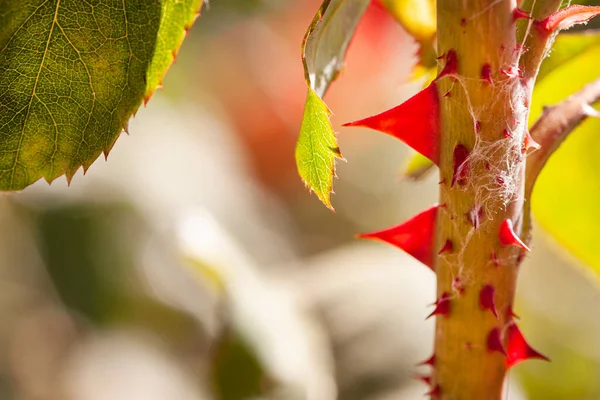 Macro Close Rose Thorns Leaf — Stock Photo, Image