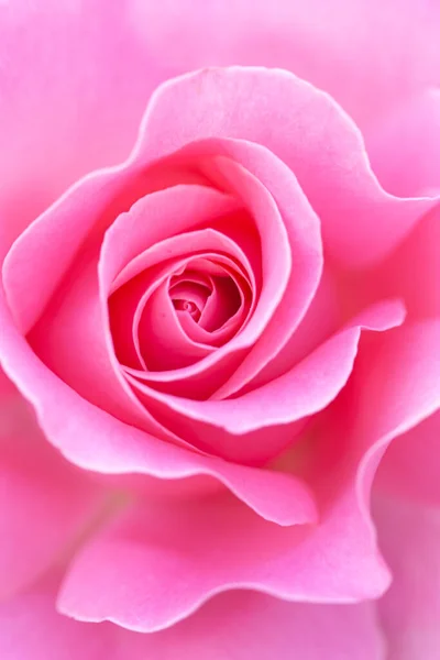 Close Pink Rose Petals Selective Focus Abstract Blurred Flowers Background — Stock Photo, Image