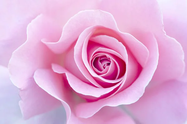 Закрыть Розовые Лепестки Роз Выборочный Фокус Абстрактный Размытый Фон Цветов Лицензионные Стоковые Фото