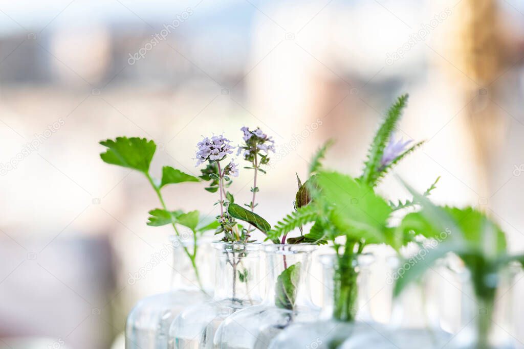 Herbs in bottles focus in thyme plant