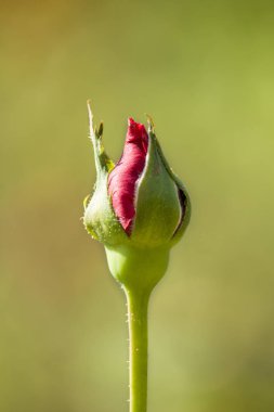 Bahçede yeşil bir arka planı olan Gül Çiçeği Bud 'ın fotoğrafı..