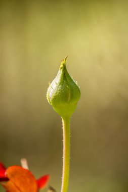 Bahçede yeşil bir arka planı olan Gül Çiçeği Bud 'ın fotoğrafı..