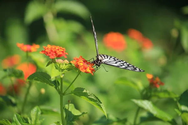Красивая Бабочка Цветущем Цветке — стоковое фото