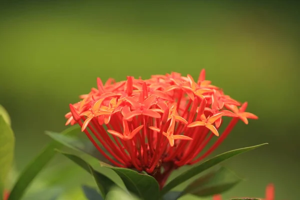 Kwitnący Kwiat Ixora Ogrodzie — Zdjęcie stockowe