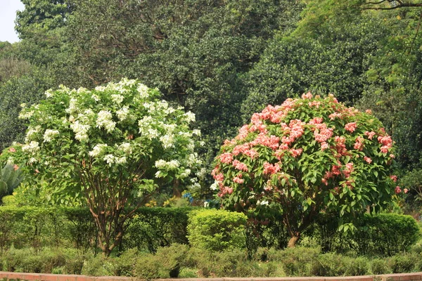 Hermosa Foto Colorido Jardín Flores —  Fotos de Stock