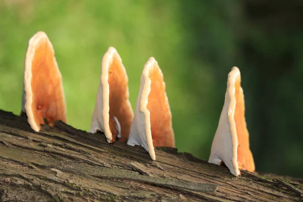 Όμορφη Φωτογραφία Του Τροπικού Milkweed — Φωτογραφία Αρχείου