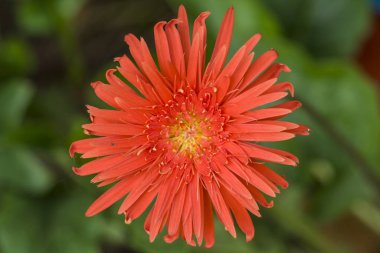 Güzel Barberton Papatya Çiçeği bahçede.