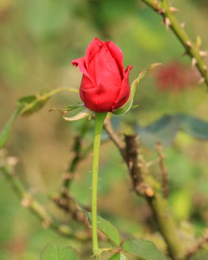 Kırmızı Gül Çiçeği Bud 'ın Güzel Fotoğrafı.