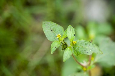 It's a photo of Beautiful Wild flowers.