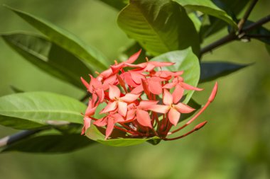 Photo of Red Ixora Flowers in the garden with green background.