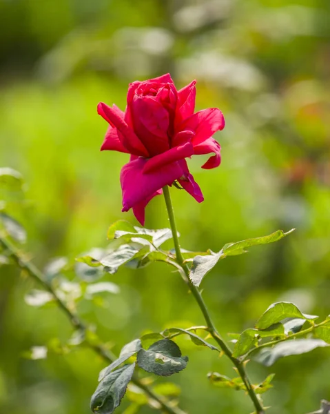 Photo Blooming Red Rose Flower Garden — Stock Photo, Image