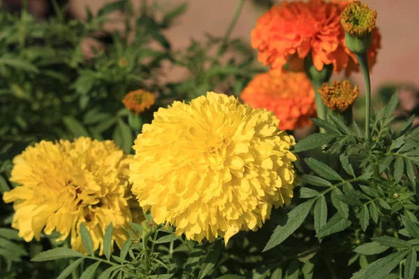 Photo Blooming Yellow Marigold Flowers Garden — Stock Photo, Image