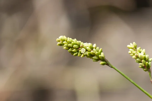 Flor Selvagem Pequena Bangladesh — Fotografia de Stock