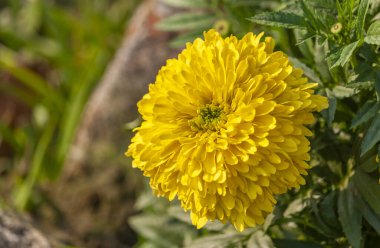 Bahçedeki Sarı Marigold Çiçeği 'nin fotoğrafı..