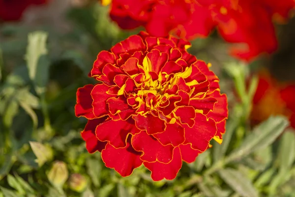 Photo French Marigold Flower Garden — Stock Photo, Image