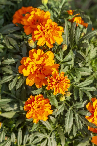 Una Foto Flor Caléndula Francesa Jardín — Foto de Stock