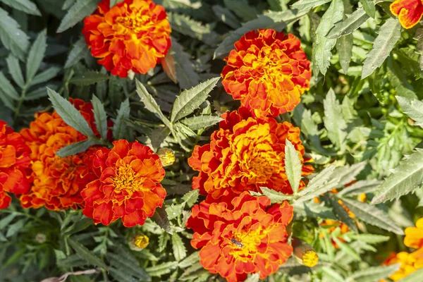 Photo French Marigold Flower Garden — Stock Photo, Image