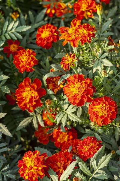 Photo French Marigold Flower Garden — Stock Photo, Image