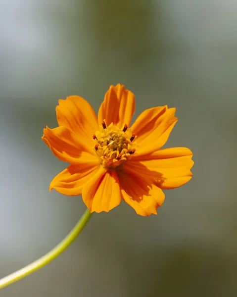 Mooie Foto Van Sulfur Cosmos Flower — Stockfoto