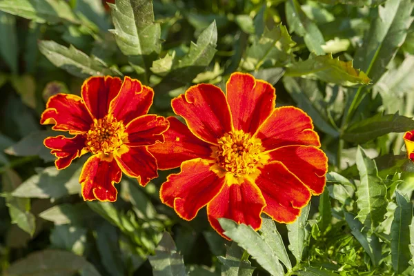 Photo French Marigold Flower Garden — Stock Photo, Image