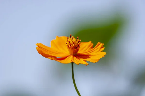 Bonita Foto Azufre Cosmos Flor —  Fotos de Stock