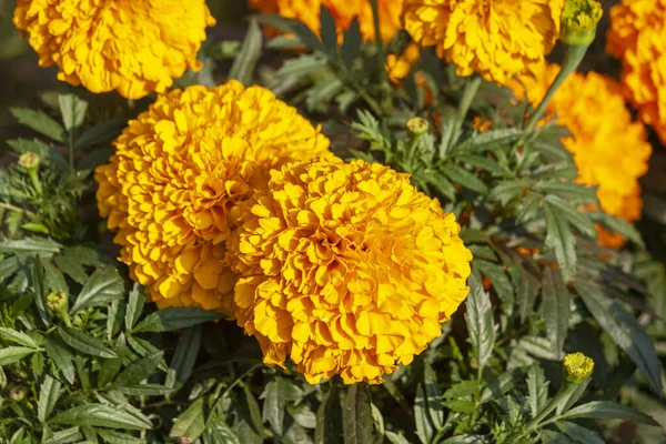 Uma Foto Flor Marigold Amarela Jardim — Fotografia de Stock