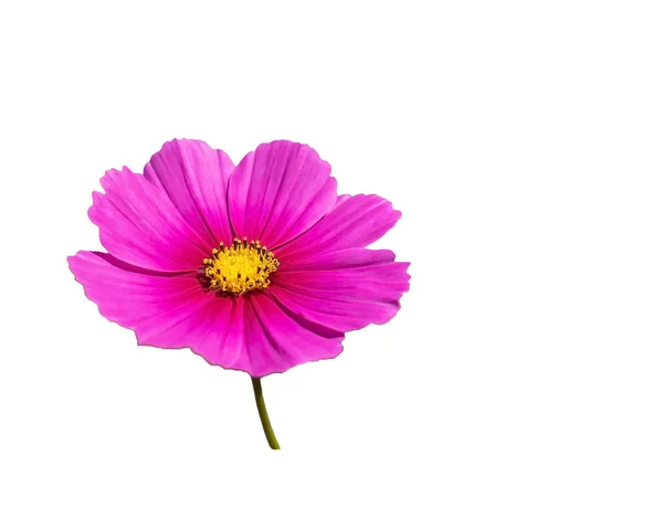 pembe cosmos çiçek