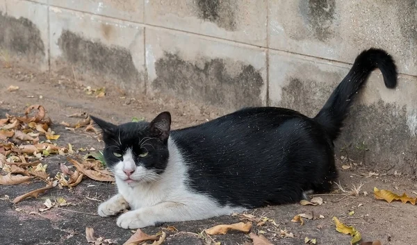 a black and white fur cat on the side of the road