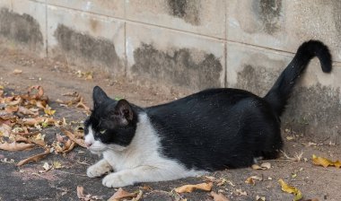 Yolun kenarında siyah beyaz tüylü bir kedi var.