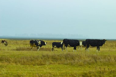 Sarı çimenler ve inekler tarlada ve ağır sonbahar gri gökyüzü bulutlu sonbahar havasında