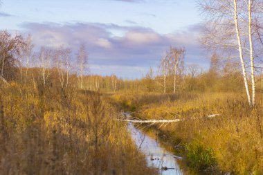 Sonbahar ormanındaki küçük bir nehir. Sonbahar ağır gri gökyüzü bulutlu sonbahar havasında.