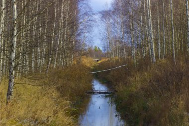 Sonbahar ormanındaki küçük bir nehir. Sonbahar ağır gri gökyüzü bulutlu sonbahar havasında.