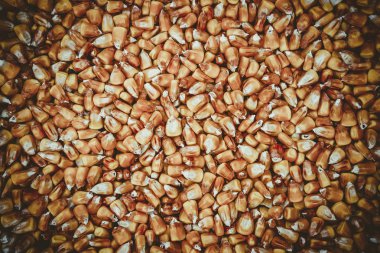 Masada patlamış mısır yemek için olgun mısır taneleri var.