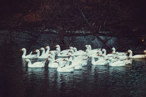 Белые Гуси Утки Плавают Лесном Пруду Облачную Осеннюю Погоду — стоковое фото
