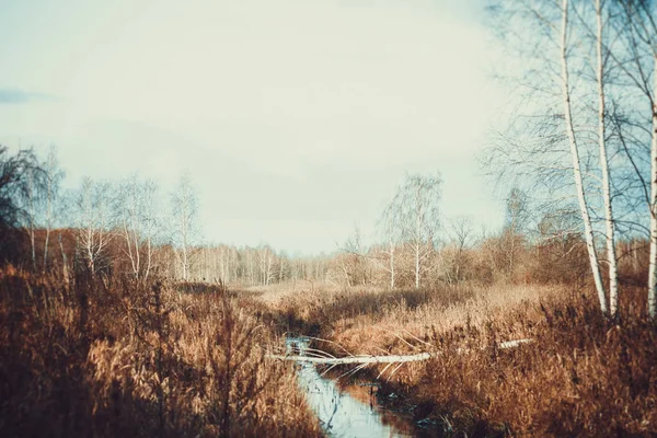 Une Petite Rivière Dans Forêt Automne Lourd Automne Ciel Gris — Photo