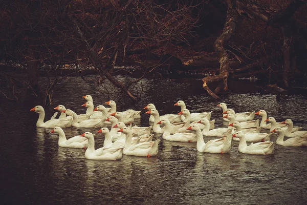 秋天多云的天气 白鹅和白鸭在森林池塘里游泳 — 图库照片