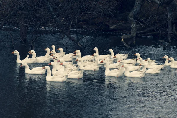 Gansos Blancos Patos Nadan Estanque Forestal Clima Nublado Otoño —  Fotos de Stock