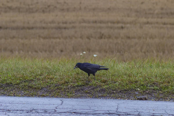 Dier Herfst Vogel Zwart Bewolkt Kraai Eend Eenden Boerderij Fauna — Stockfoto