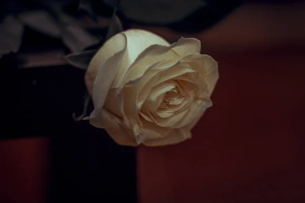 Thé Rose Jaune Délicate Belle Fleur Parfumée Joyeux Anniversaire Salutations — Photo