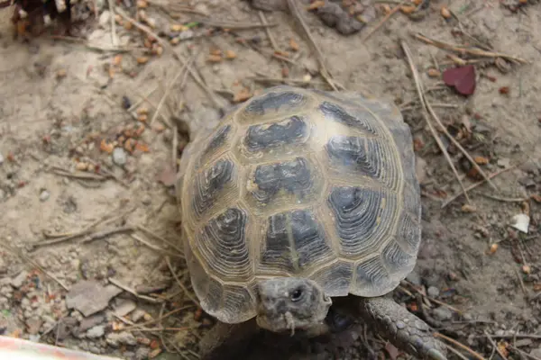 Poco Tortuga Una Mascota Los Niños —  Fotos de Stock