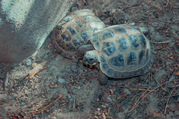 Kleine Schildpad Een Huisdier Van Kinderen — Stockfoto