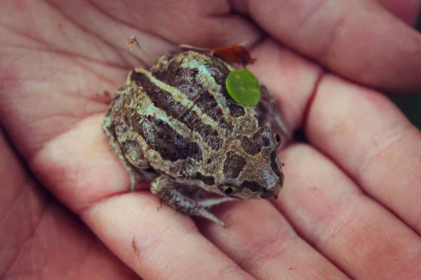 Kleine Schildpad Een Huisdier Van Kinderen — Stockfoto