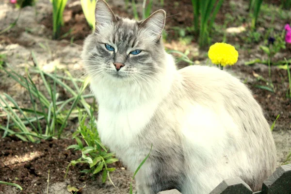 庭の芝生の上の灰色の毛皮の猫 — ストック写真