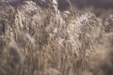 Küçük bir nehrin yanındaki sonbahar tarlasında kurumuş uzun otlar.
