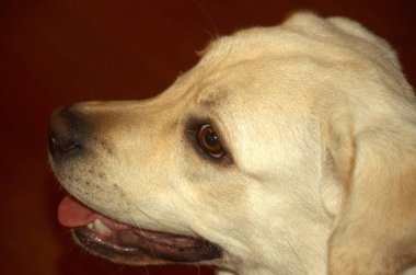 Büyük akıllı köpek beyaz Labrador