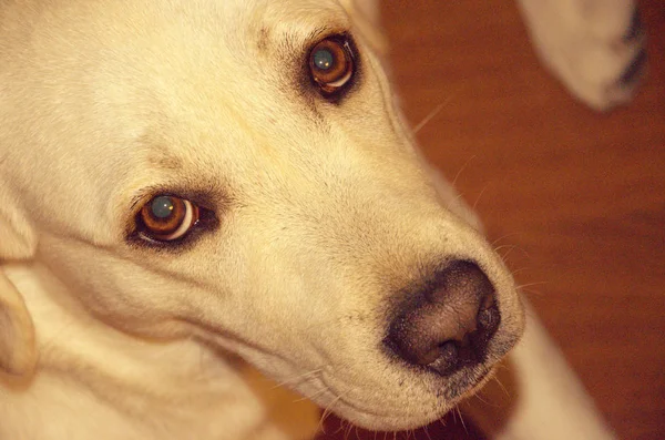 Grande Cão Inteligente Branco Labrador — Fotografia de Stock