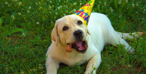 Gran Perro Inteligente Blanco Labrador — Foto de Stock