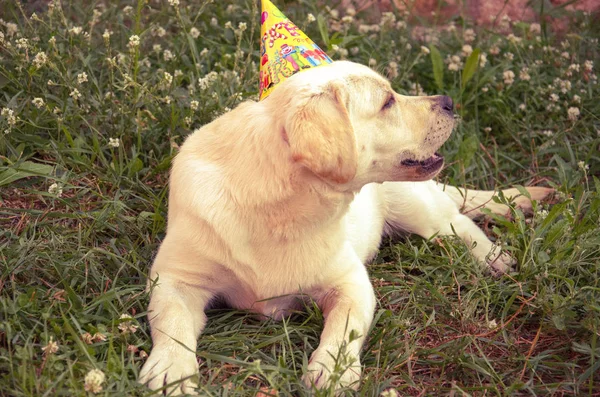 Großer Smarter Hund Weißer Labrador — Stockfoto