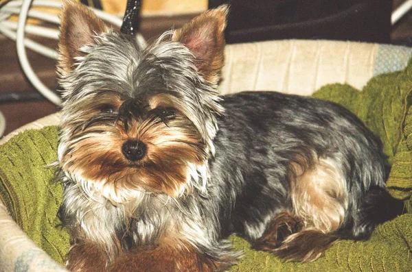 Μικρή Ενηλίκων Έξυπνη Λυπημένος Σκύλος Shaggy Yorkshire Terrier Φίλος Του — Φωτογραφία Αρχείου